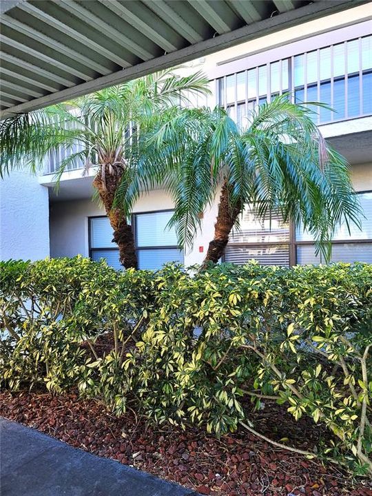 Tree  foliage in front of parking space