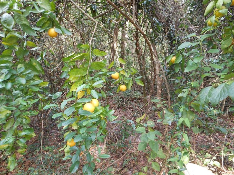 Grapefruit Tree on the path to the River