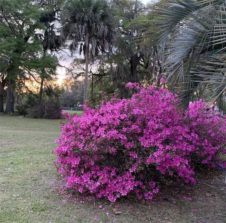 Beautiful old Azaleas