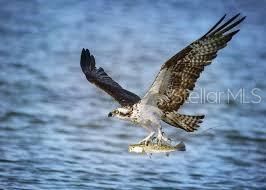 Ospreys are fun to watch.