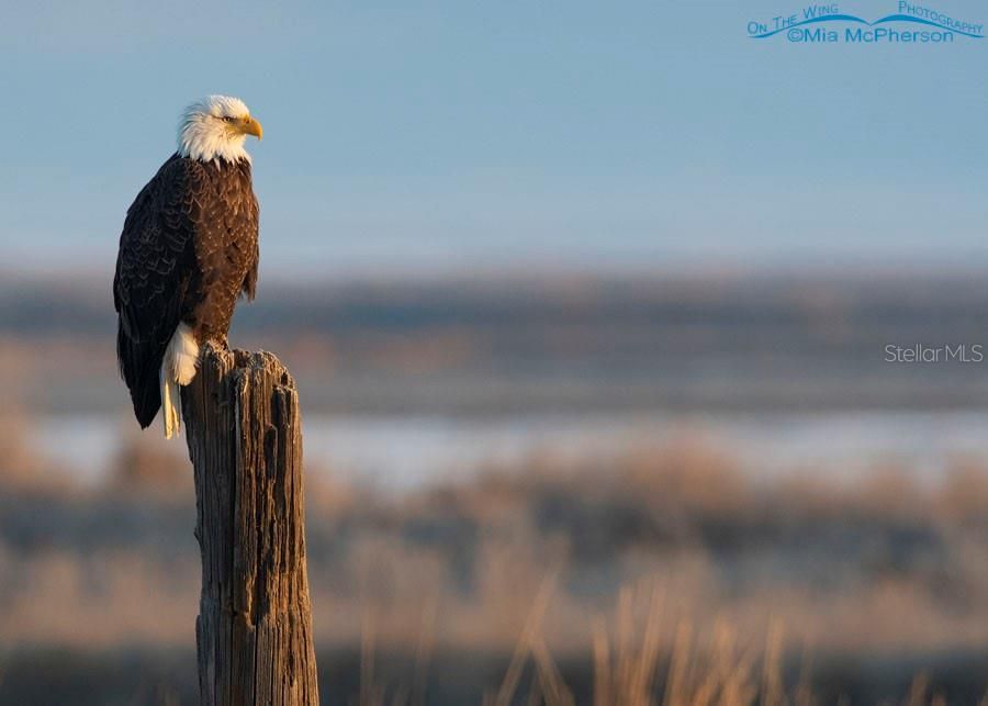 There are plenty of Bald Eagles in the area.