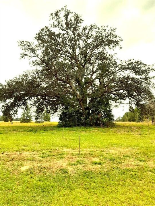 На продажу: $230,000 (1.00 acres)