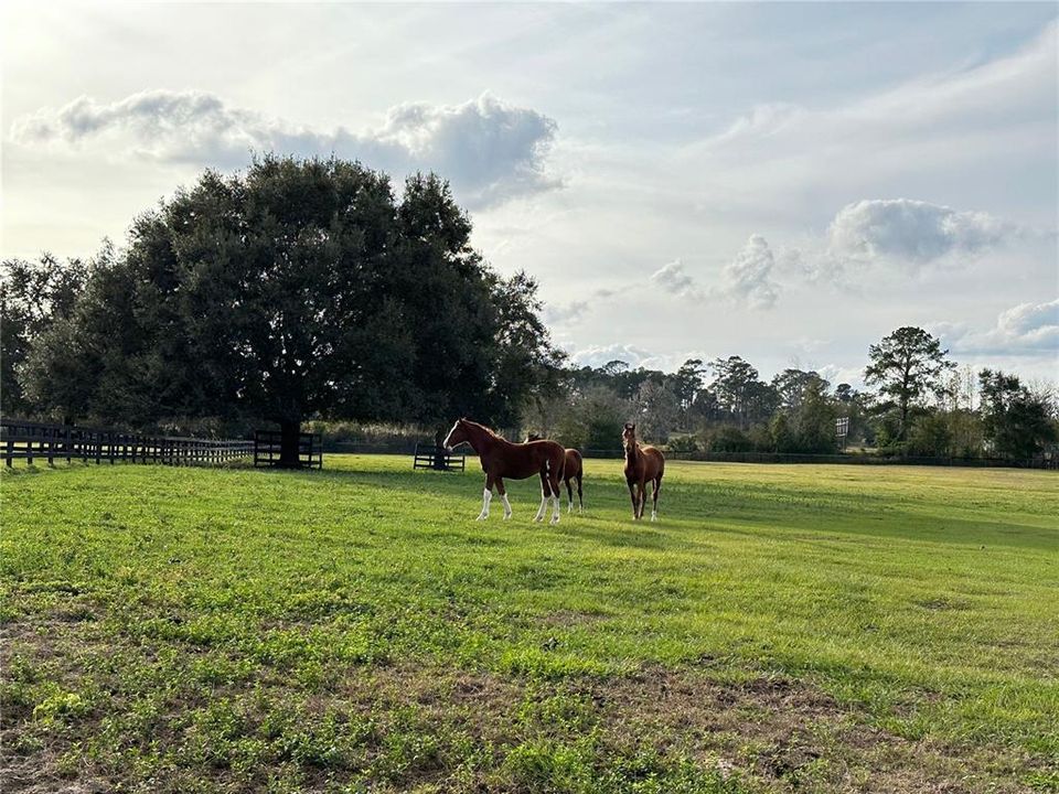 На продажу: $502,000 (11.04 acres)