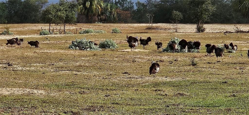 На продажу: $134,700 (5.00 acres)