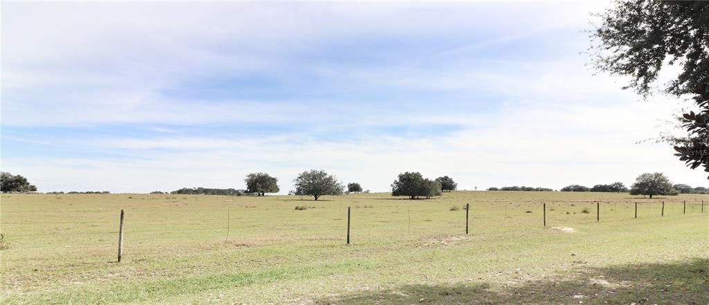 Peaceful pasture views