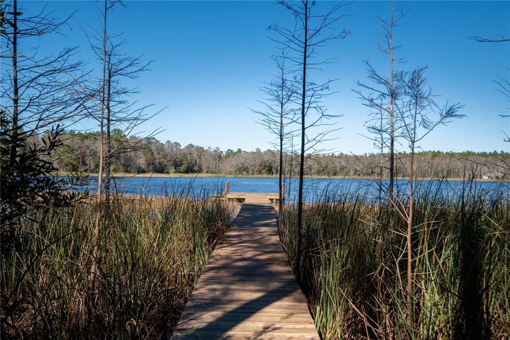 Boardwalk to the lake