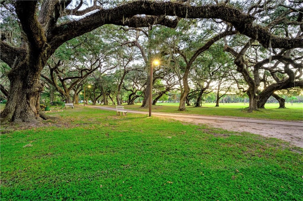 Walking trail in the oak trees.