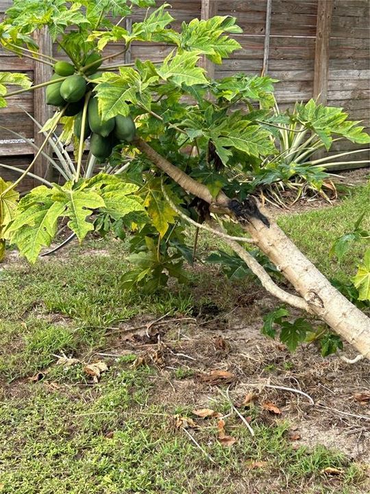 fruit tree