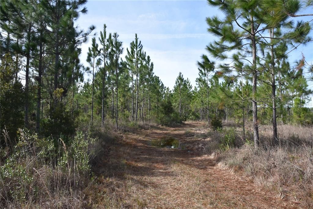 For Sale: $239,000 (40.37 acres)
