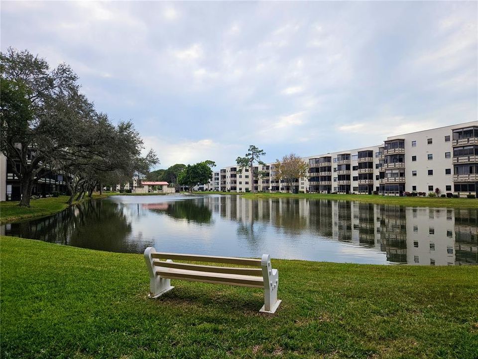 Direct View of One of the Peaceful Ponds in the Complex