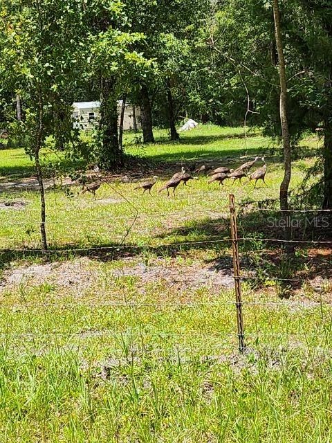 Turkeys on property