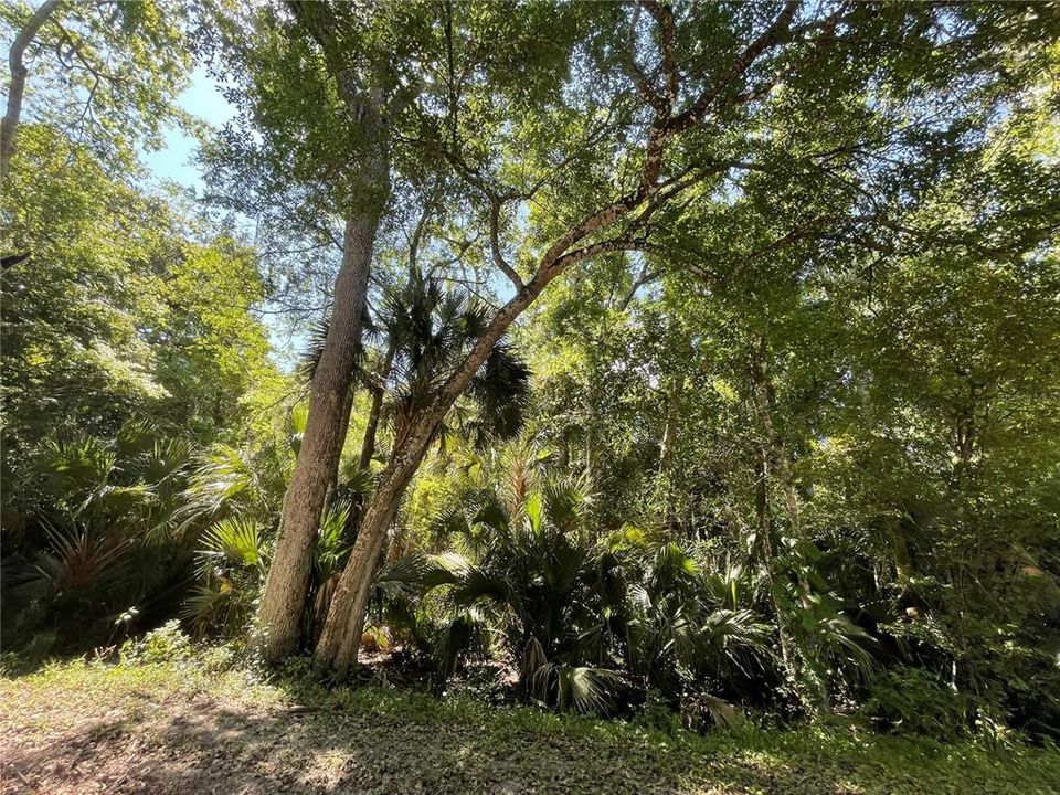 Oaks and Palms on property