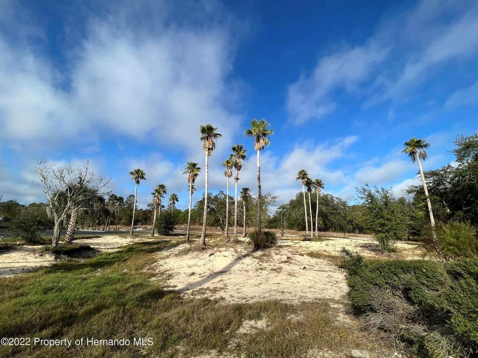 Vacant Land Over 1.3 Acres