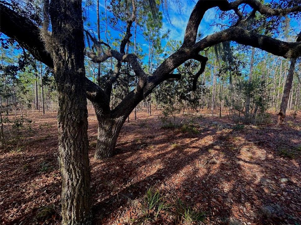 Recently Sold: $58,000 (5.04 acres)