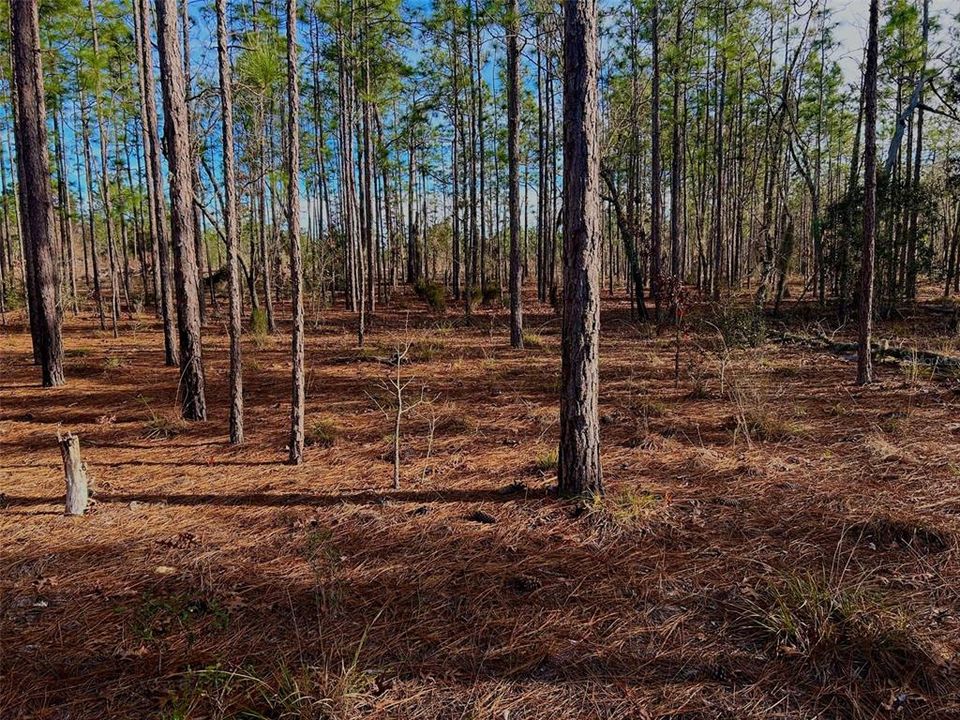 Недавно продано: $58,000 (5.04 acres)