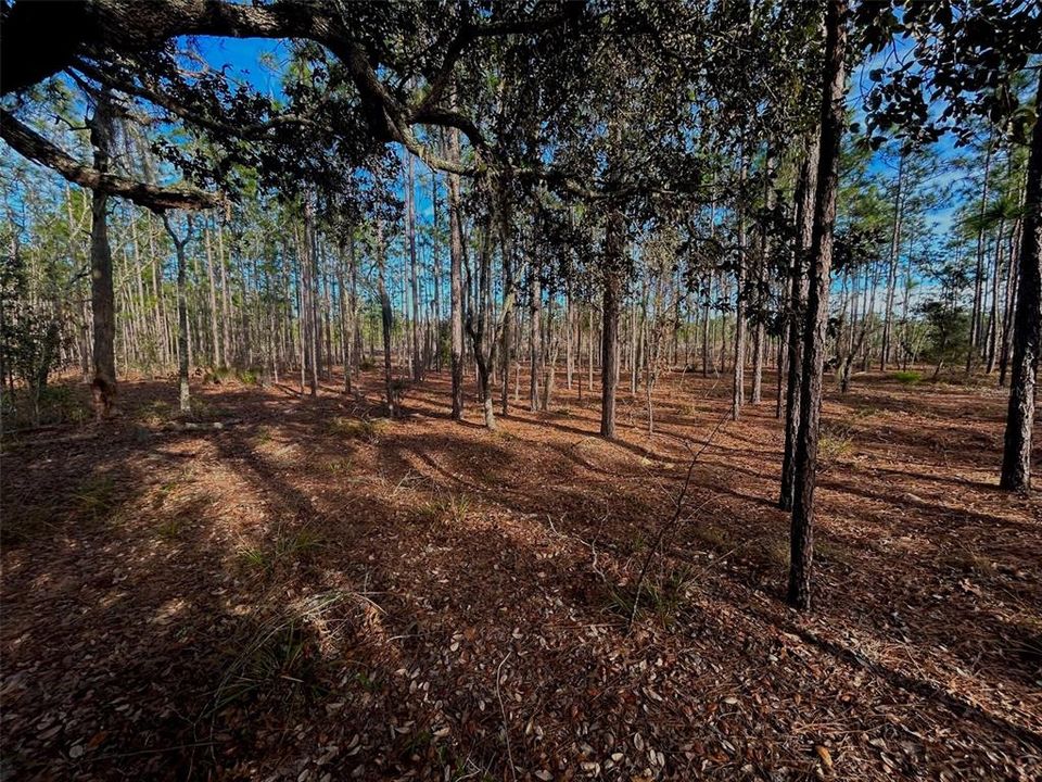 Недавно продано: $58,000 (5.04 acres)