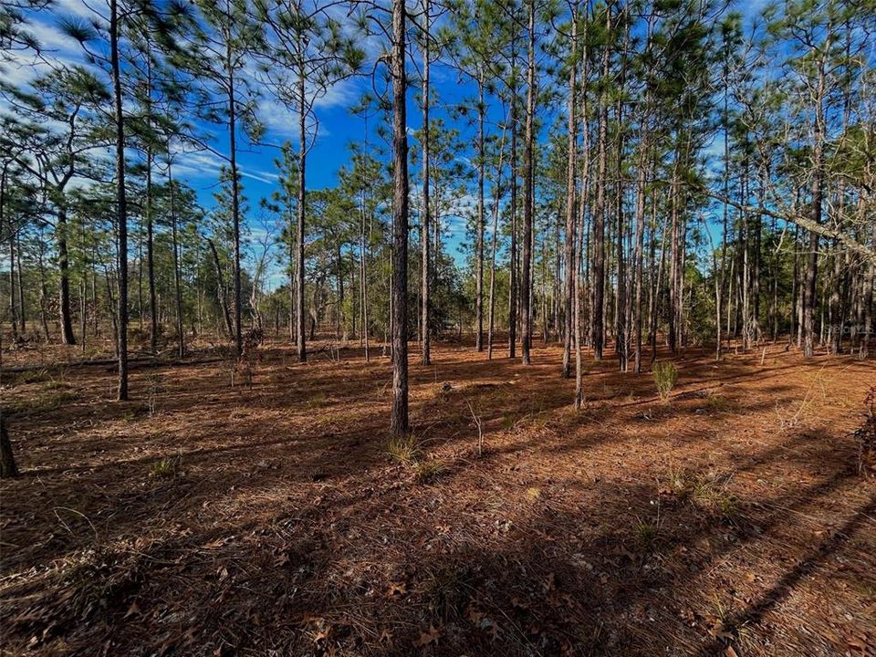 Недавно продано: $58,000 (5.04 acres)