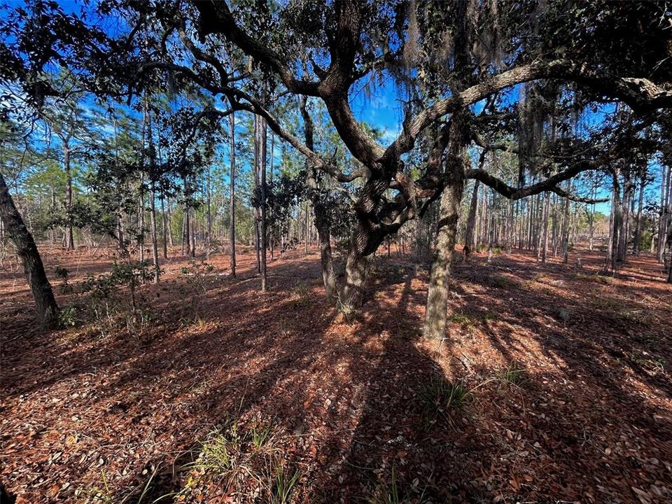 Недавно продано: $58,000 (5.04 acres)