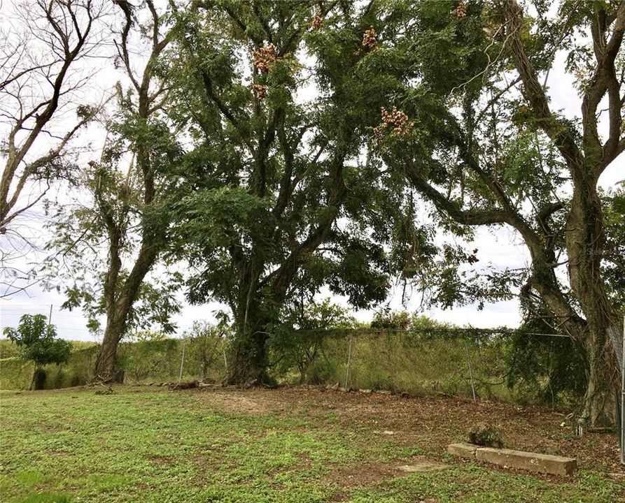 Rear fence line backs up to orange grove