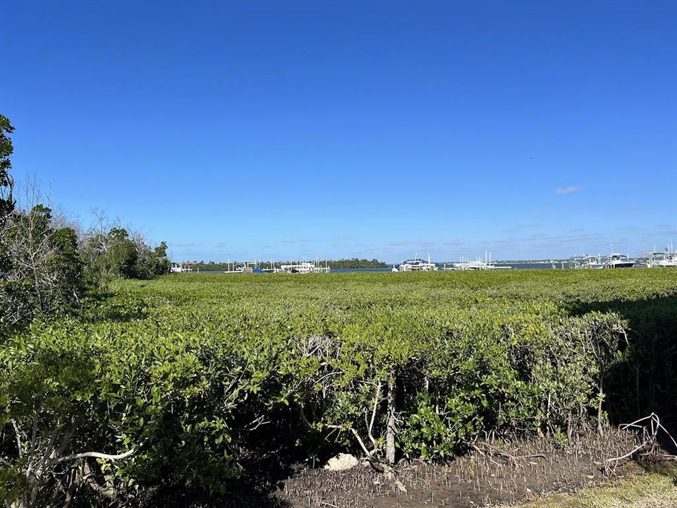 Trimmed Mangroves Adjacent Property