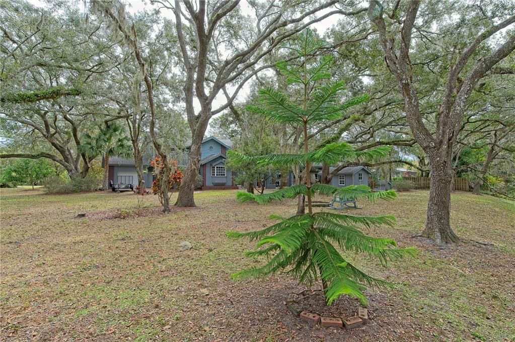 Variety of Trees