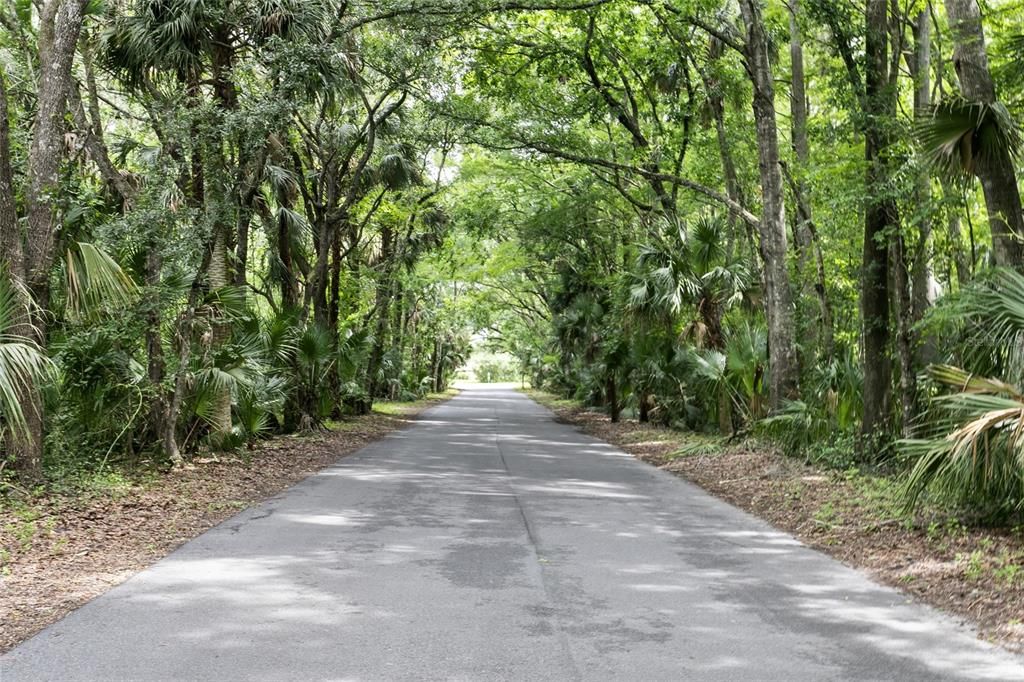 DREAMY tree lined drive to your new DREAM HOME!