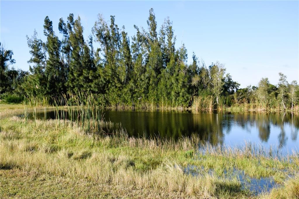 View of pond