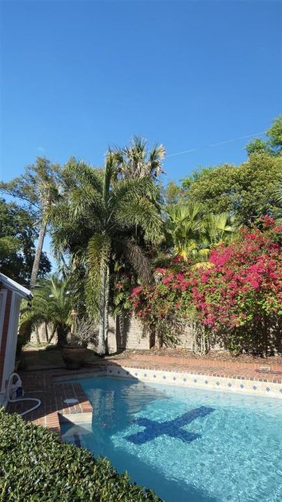 Tropical Back Yard