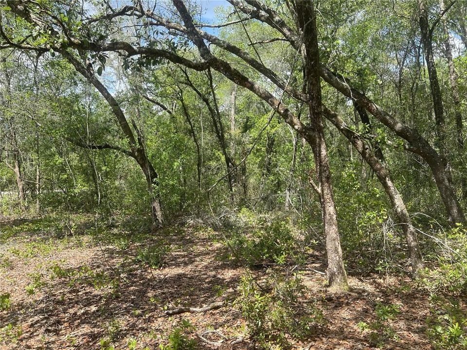 En Venta: $8,650 (0.23 acres)