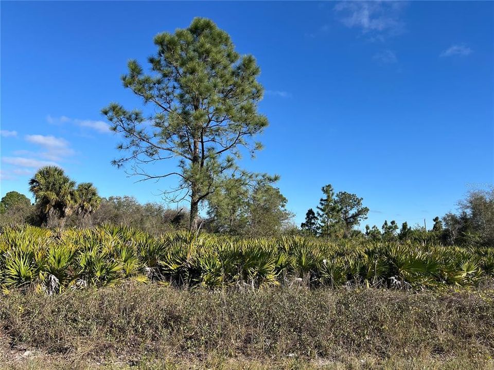 Vendido Recientemente: $57,900 (1.25 acres)