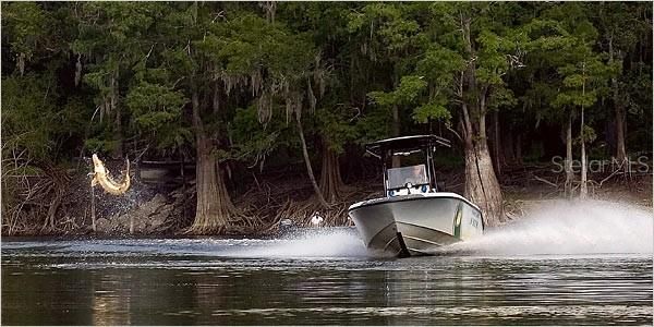 Sturgeon jumping in front of FWC vessel