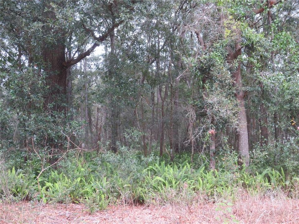 最近售出: $6,900 (0.22 acres)