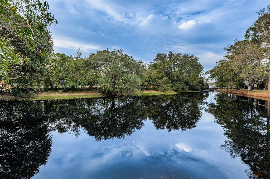 Pond view 2