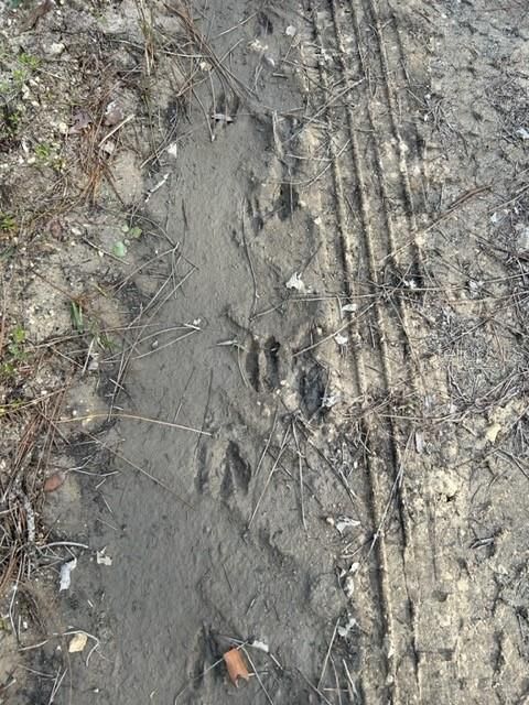deer prints in front of and through property