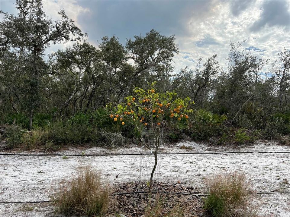 fruit tree