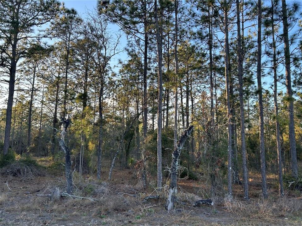 Active With Contract: $18,000 (0.46 acres)