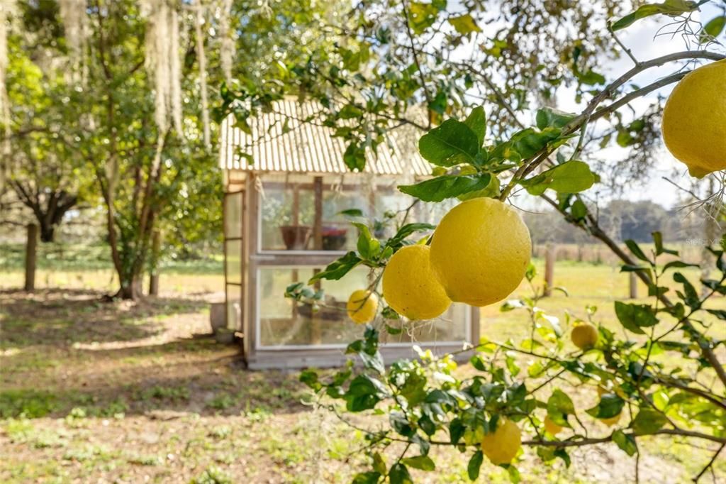 lemons and a small greenhouse