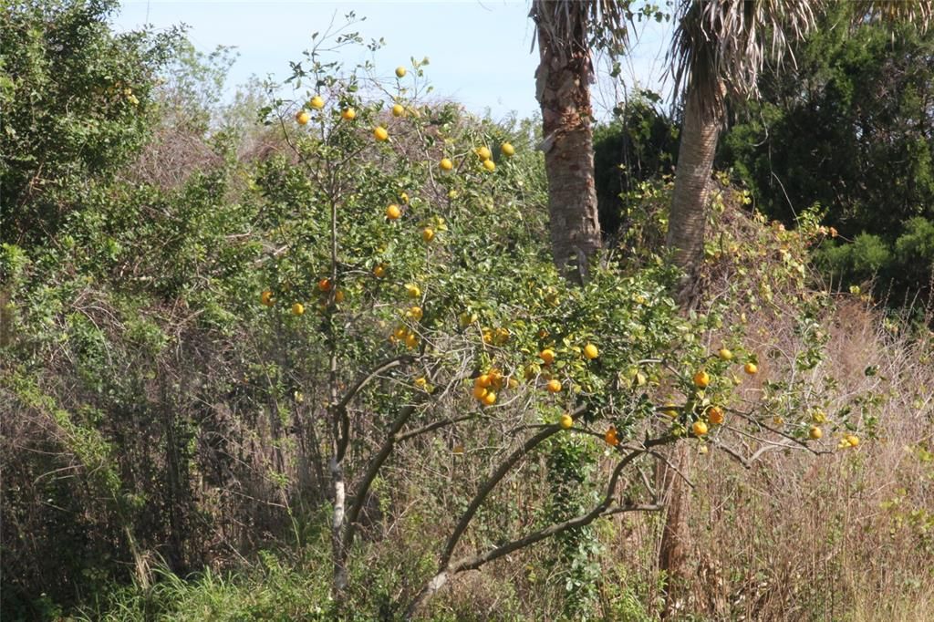 На продажу: $400,000 (5.00 acres)