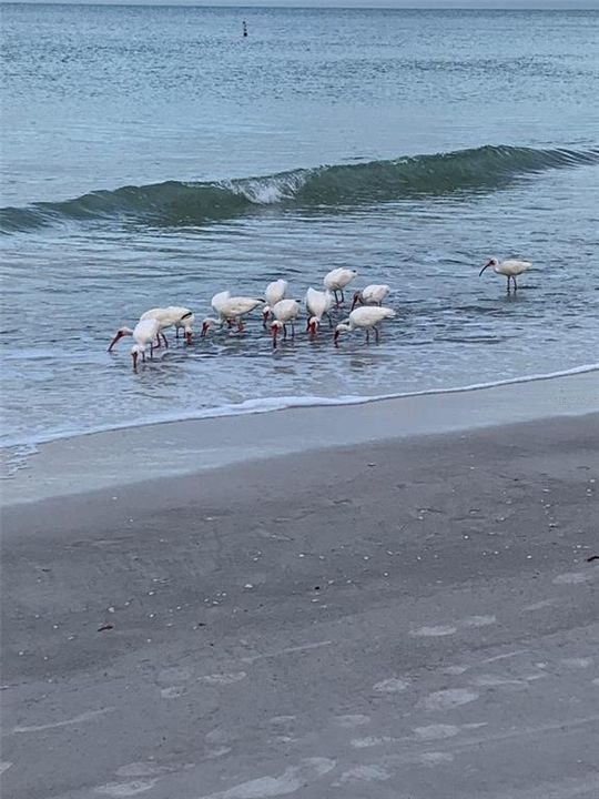 Busy birds on beach
