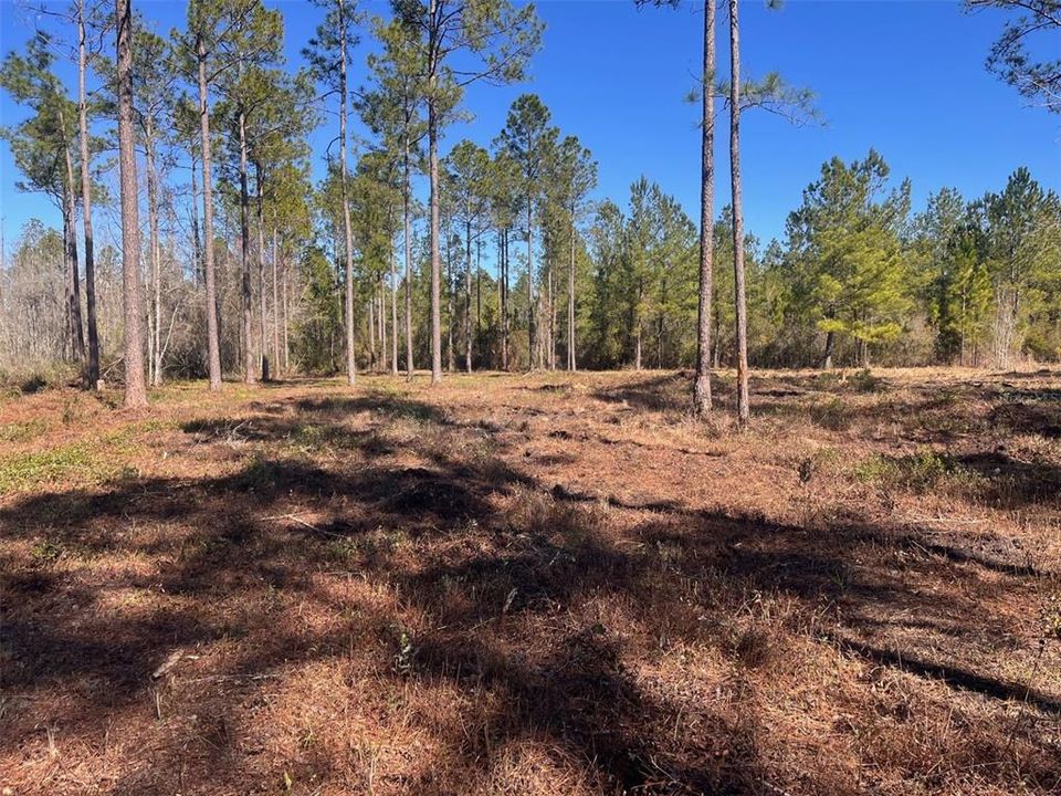 Recently Sold: $37,500 (2.67 acres)