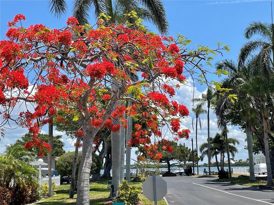 Poinciana tree in bloom.  Unit G-1 is visible on the left.