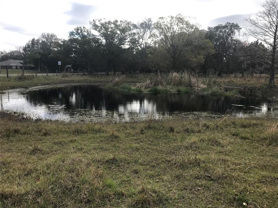 Small pond