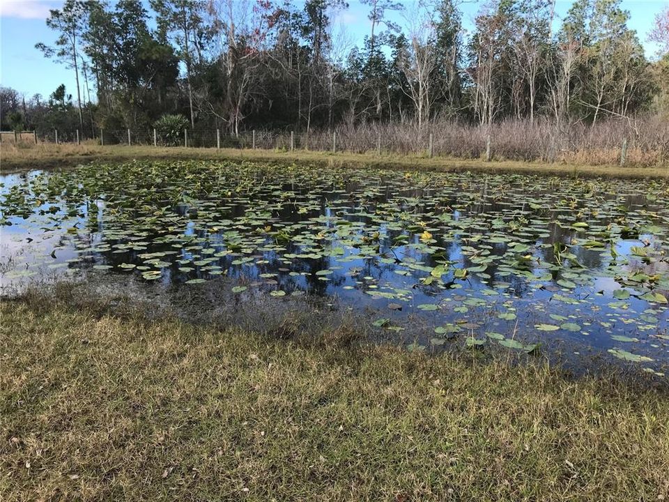 Wetland Pond