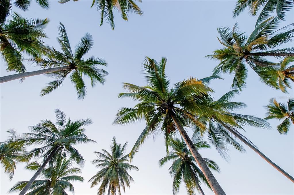 Summer Palm Trees