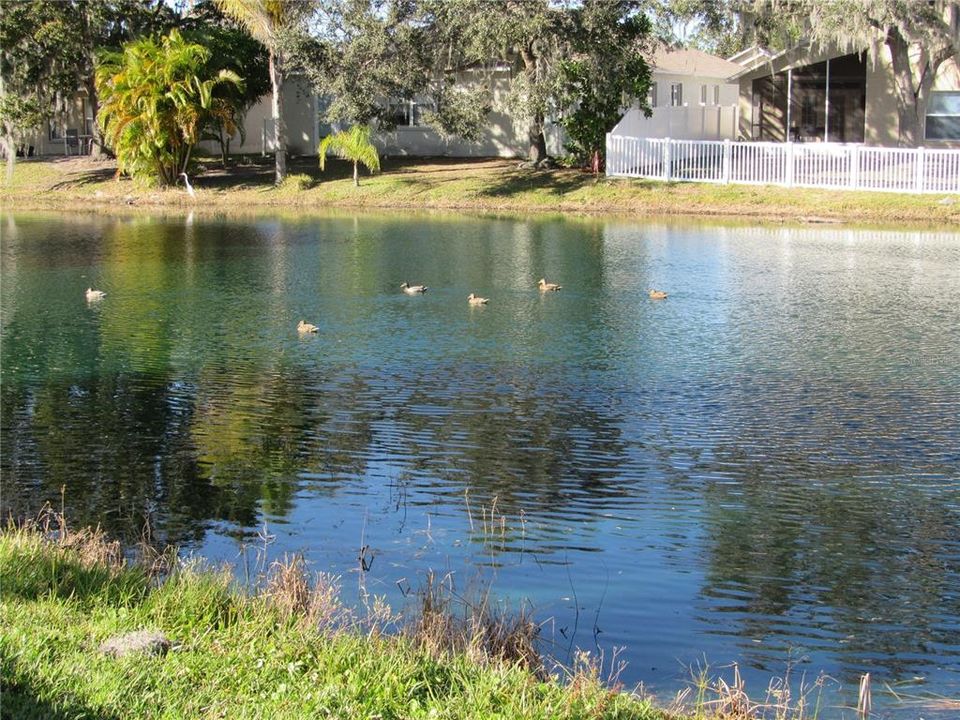 Back Yard Pond View 1 with family of ducks