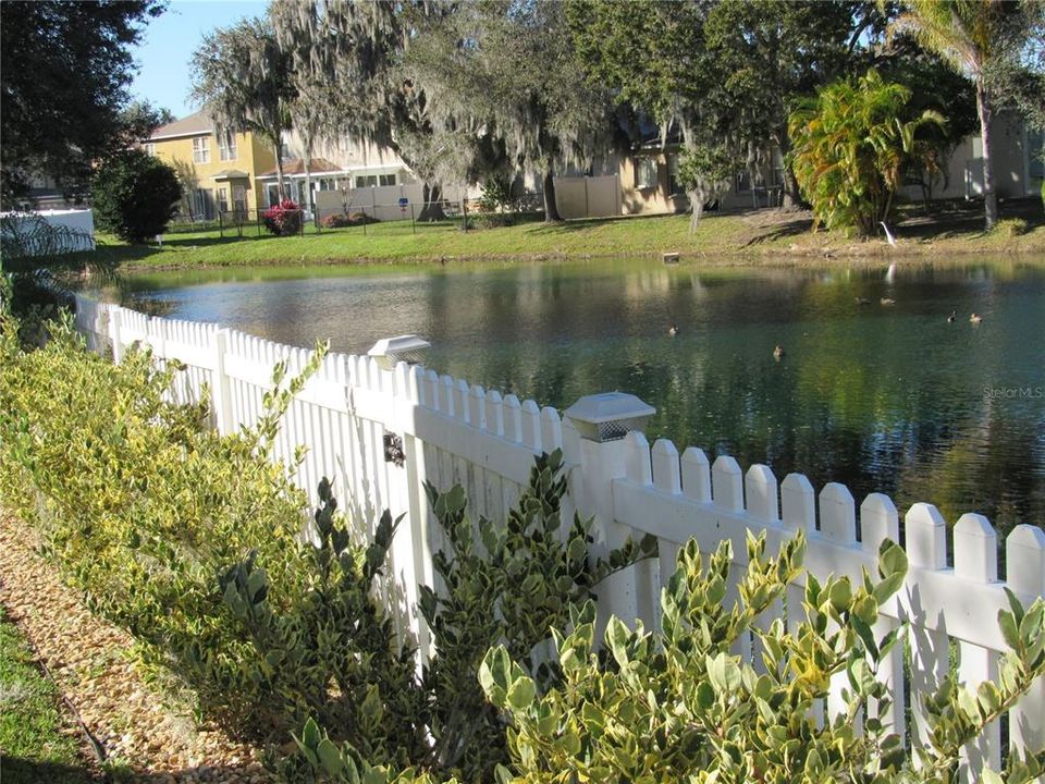 Back Yard Pond View 3