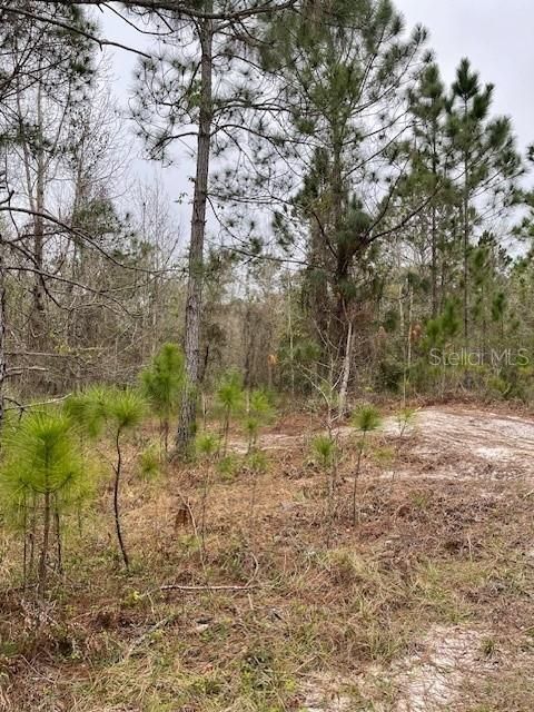 For Sale: $295,000 (1.45 acres)