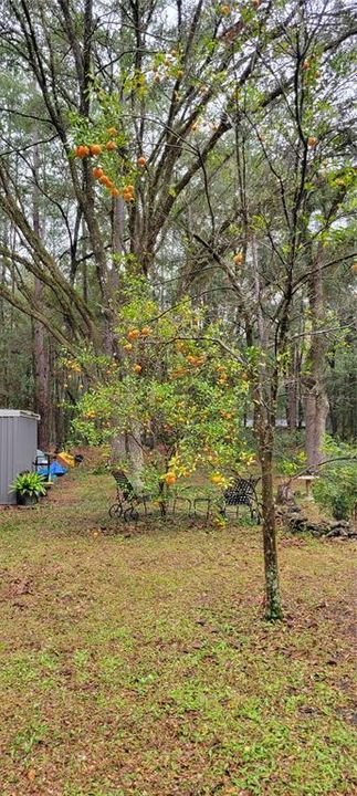 На продажу: $240,000 (1.25 acres)