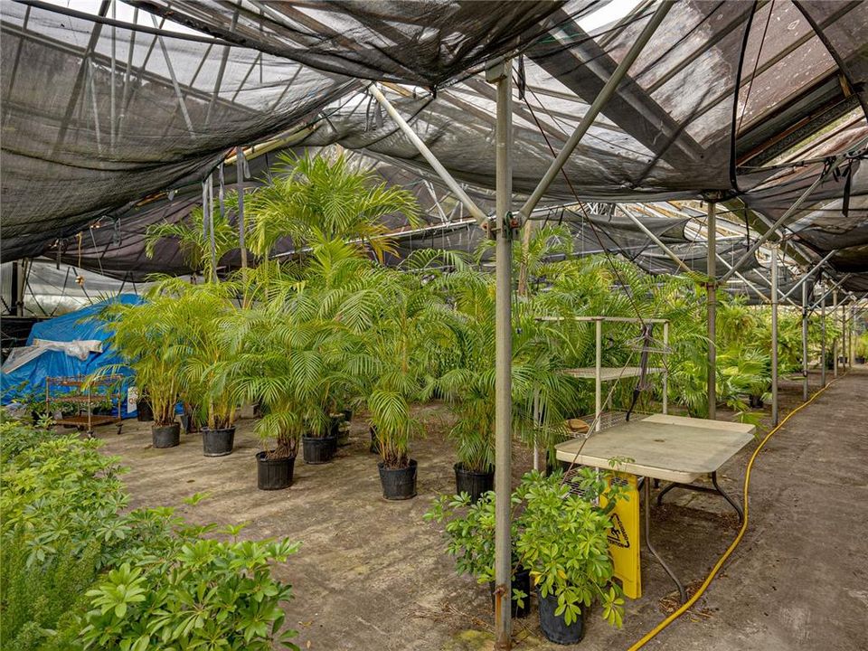 View of some of the plants in greenhouse #1.