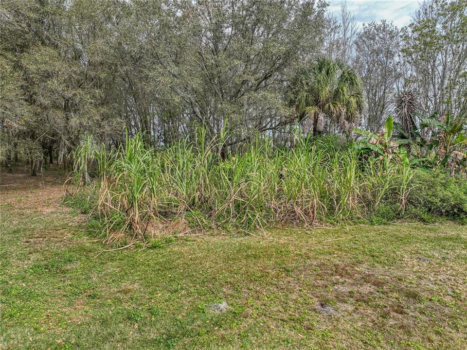 Sugar cane plants are located near the front entrance to the property.